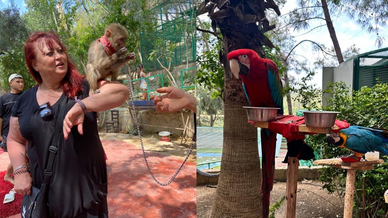 alanya zoo tour bus safari